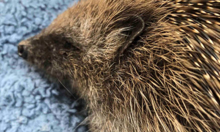 The Hog Blog