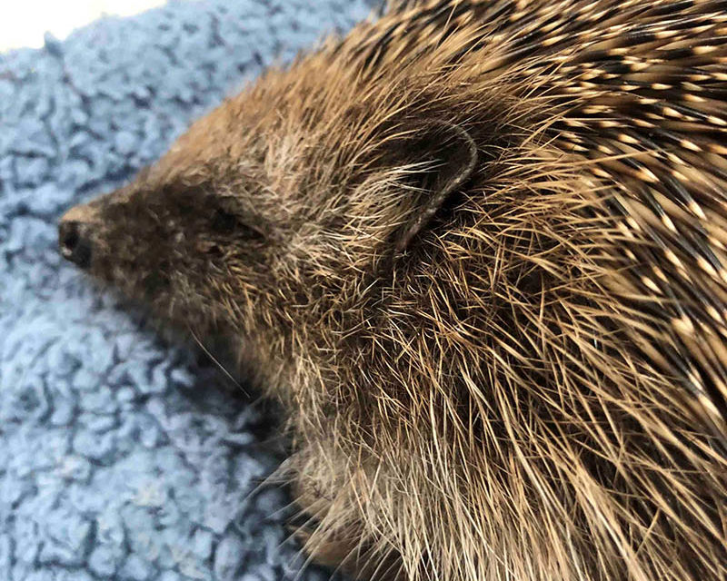 The Hog Blog