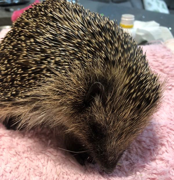 The Hog Blog