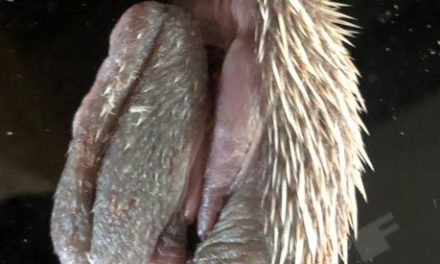 Hog Blog 3-5-24
