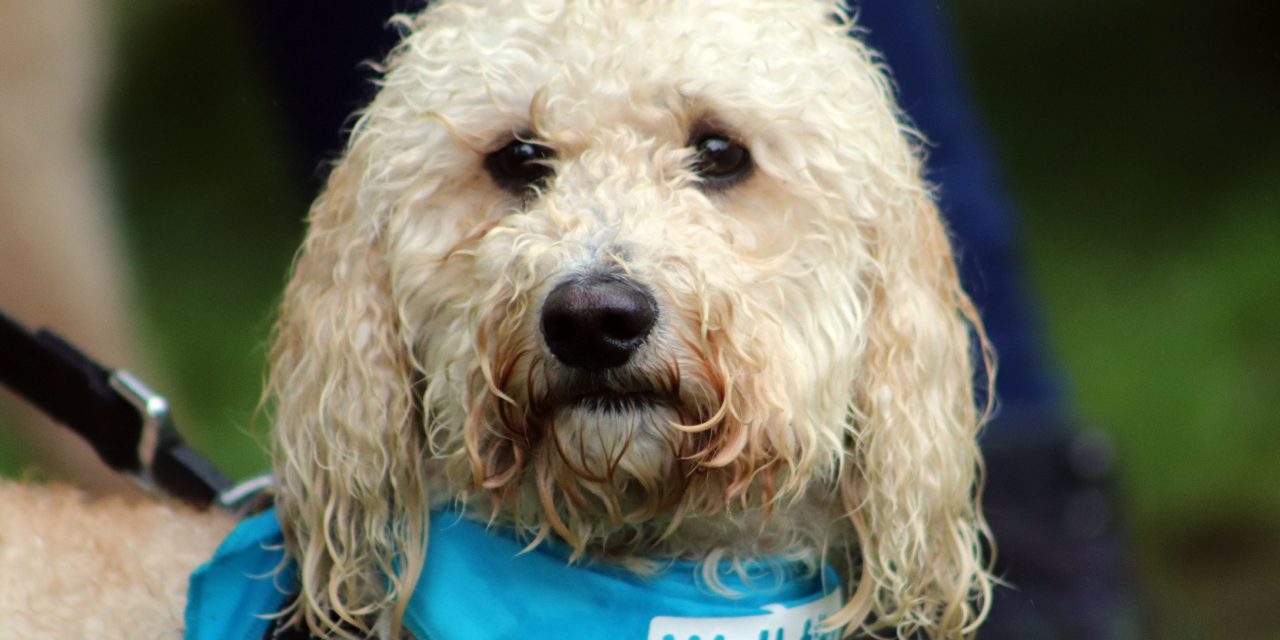 DOG WALKERS AND CANINE FRIENDS WANTED FOR FUNDRAISER