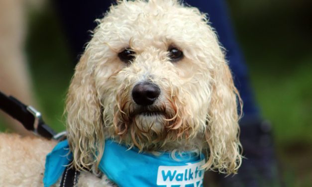 DOG WALKERS AND CANINE FRIENDS WANTED FOR FUNDRAISER