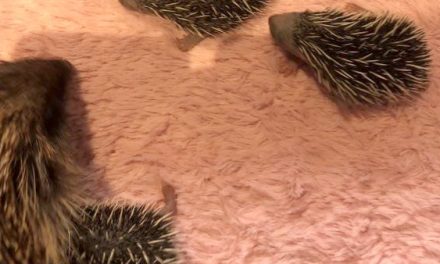 The Hog Blog