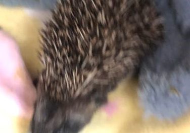The Hog Blog