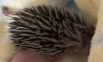 The Hog Blog