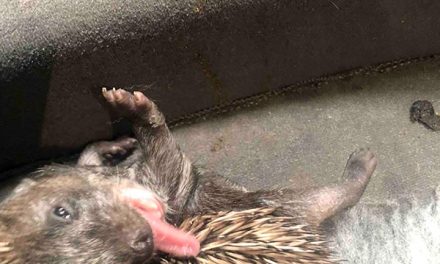 The Hog Blog