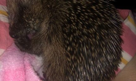 The Hog Blog
