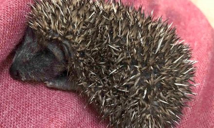The Hog Blog