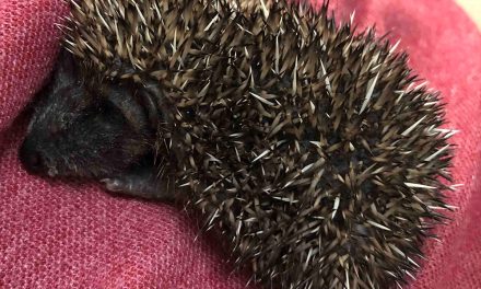 The Hog Blog
