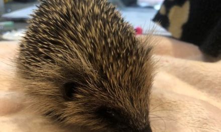 The Hog Blog