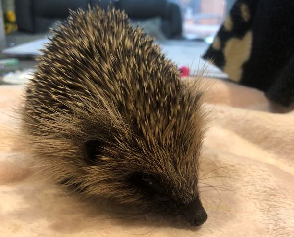 The Hog Blog