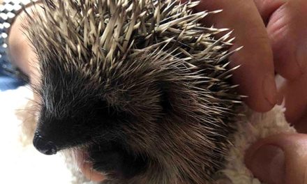 The Hog Blog