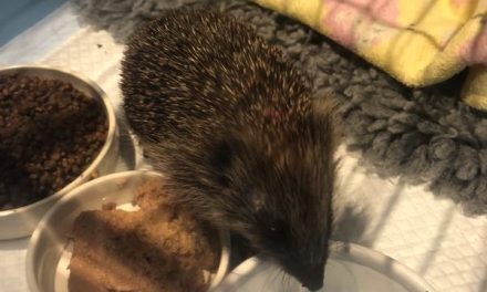 The Hog Blog