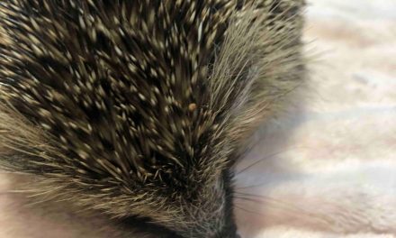 The Hog Blog