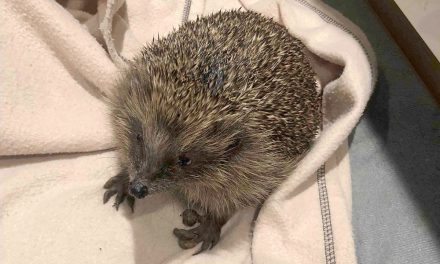 The Hog Blog