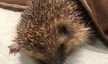 The Hog Blog