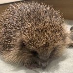 The Hog Blog