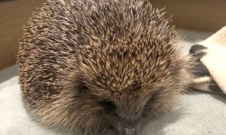 The Hog Blog