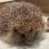 The Hog Blog