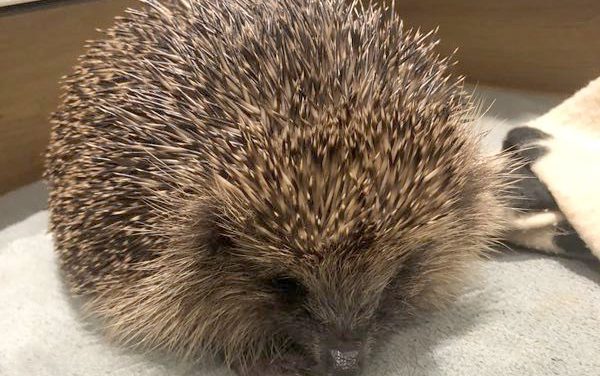 The Hog Blog