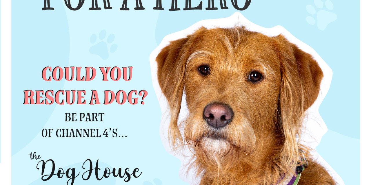Channel 4’s The Dog House