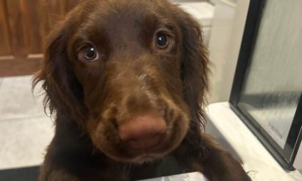 Puppy Mauled to Death