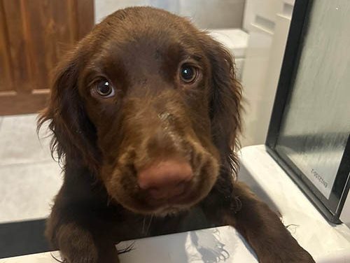 Puppy Mauled to Death