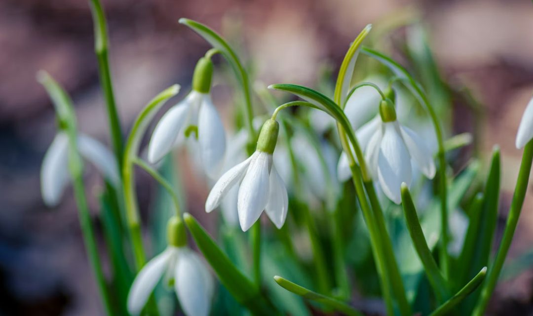 Watercolour Workshop at Green Arts