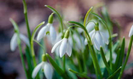 Watercolour Workshop at Green Arts