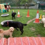 Celebrating a 20 Year Canine Care Success Story
