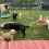 Celebrating a 20 Year Canine Care Success Story