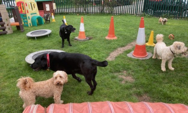 Celebrating a 20 Year Canine Care Success Story