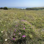 Durham coastal grasslands project successfully completed