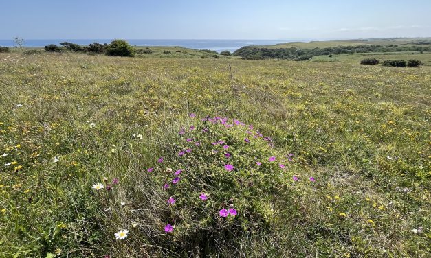 Durham coastal grasslands project successfully completed