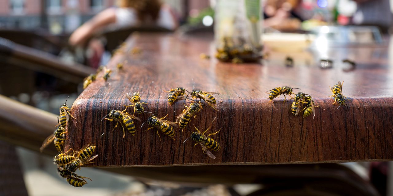 Watch for Tipsy Wasps