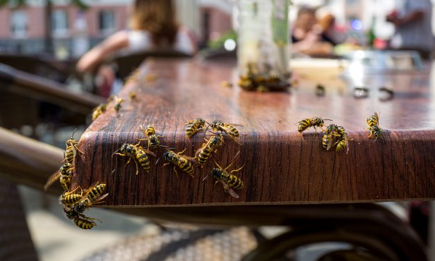 Watch for Tipsy Wasps
