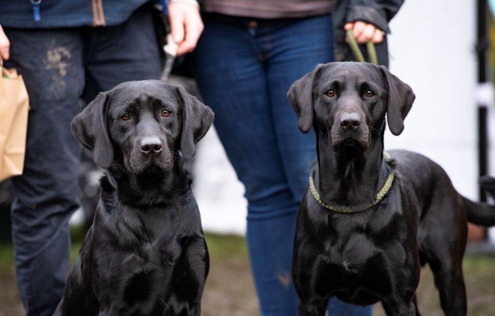 TAILS SET TO WAG AS POPULAR BARK IN THE PARK EVENT RETURNS