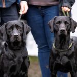 TAILS SET TO WAG AS POPULAR BARK IN THE PARK EVENT RETURNS