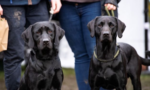TAILS SET TO WAG AS POPULAR BARK IN THE PARK EVENT RETURNS